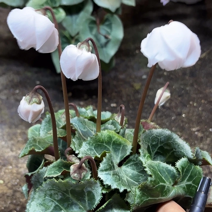 完全开放白色玫瑰