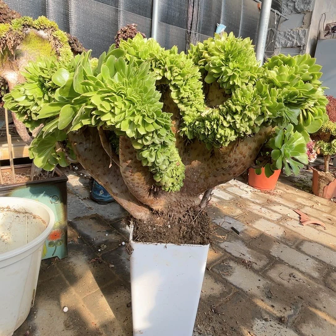 【闪购商品】无花朵绿羊绒