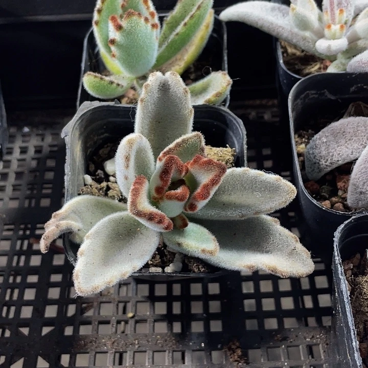 月兔2.8带盆土发货