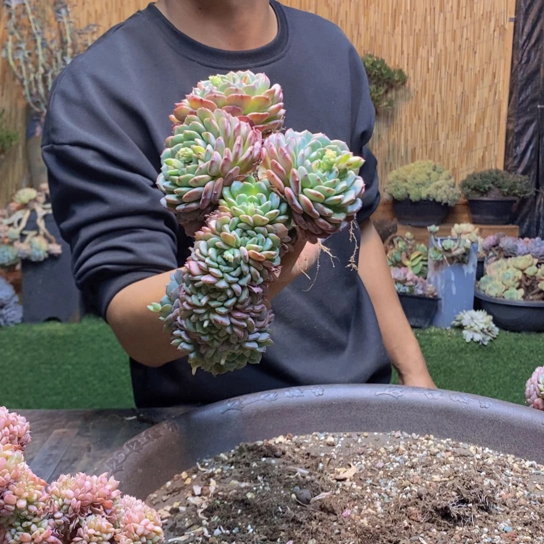 大**烟334 号白胖子多肉