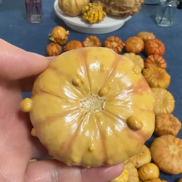 不***好墨西哥七彩疙瘩葫芦