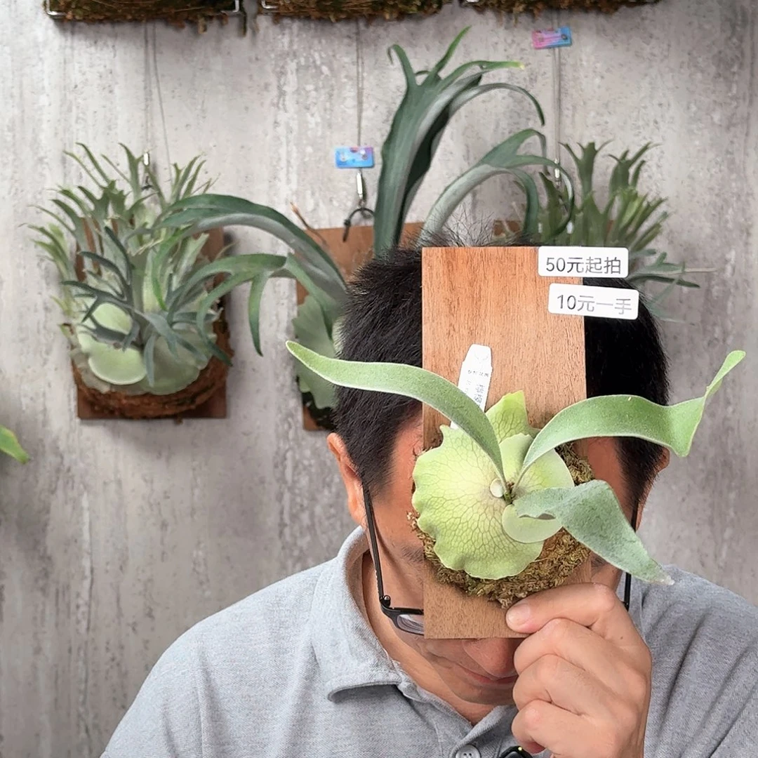 完全开放柠檬鹿角蕨书签板