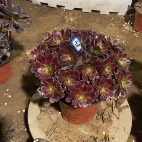 安娜玫瑰一物一拍