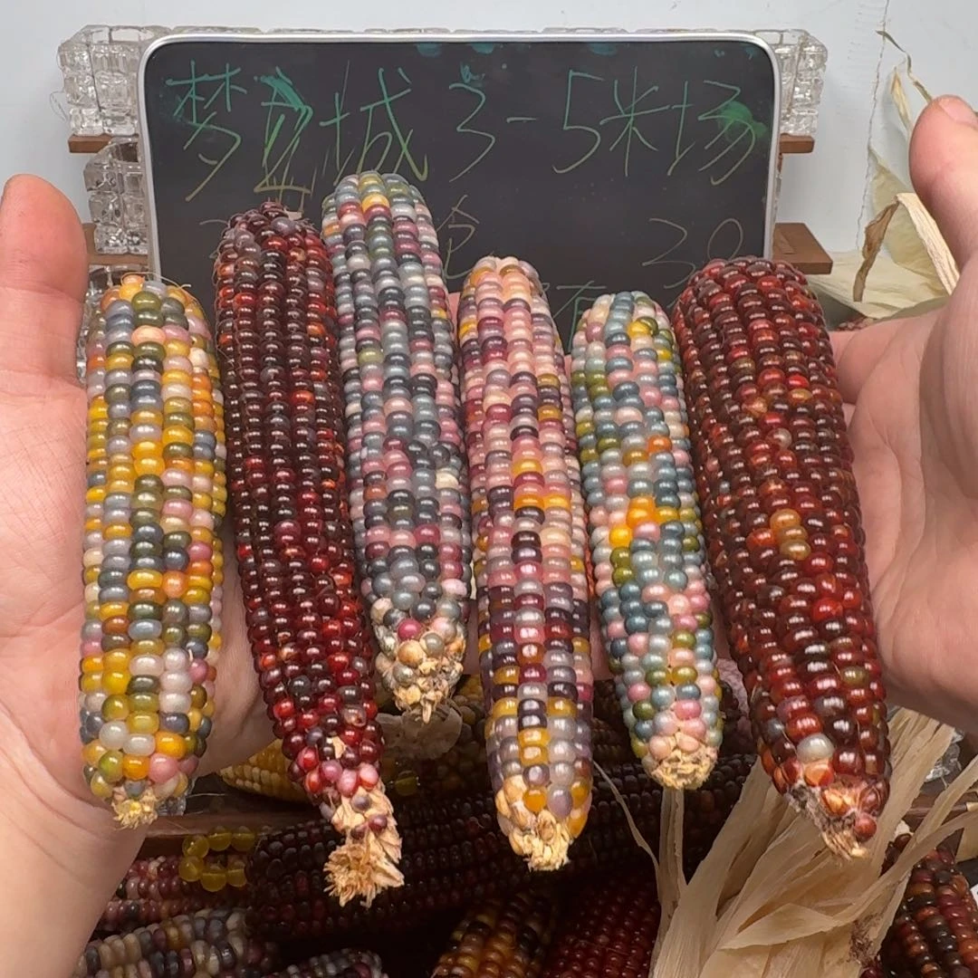 柏香籽/百香籽吊坠蒲****涯