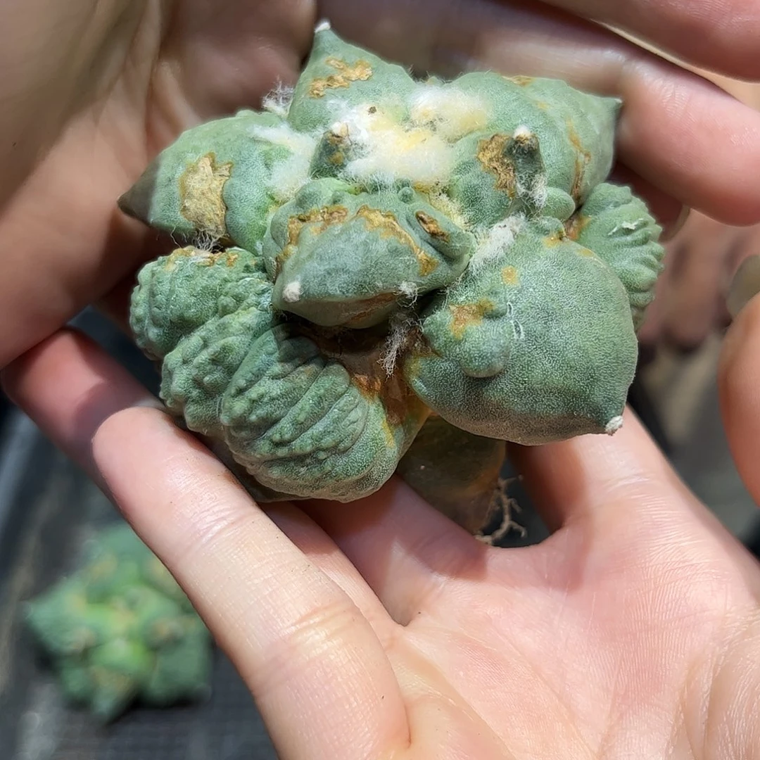 2号自根战损村主怒涛