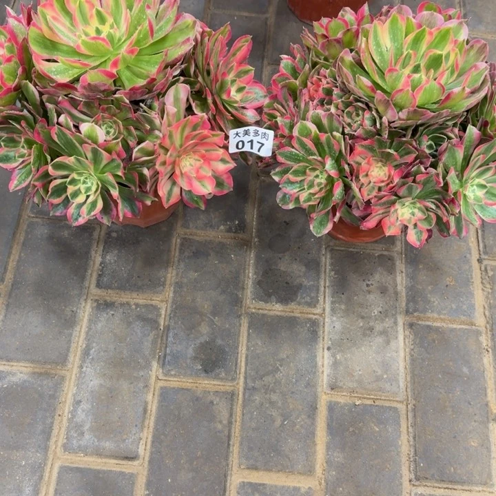 兔***艳邀月捧花两颗017肉肉