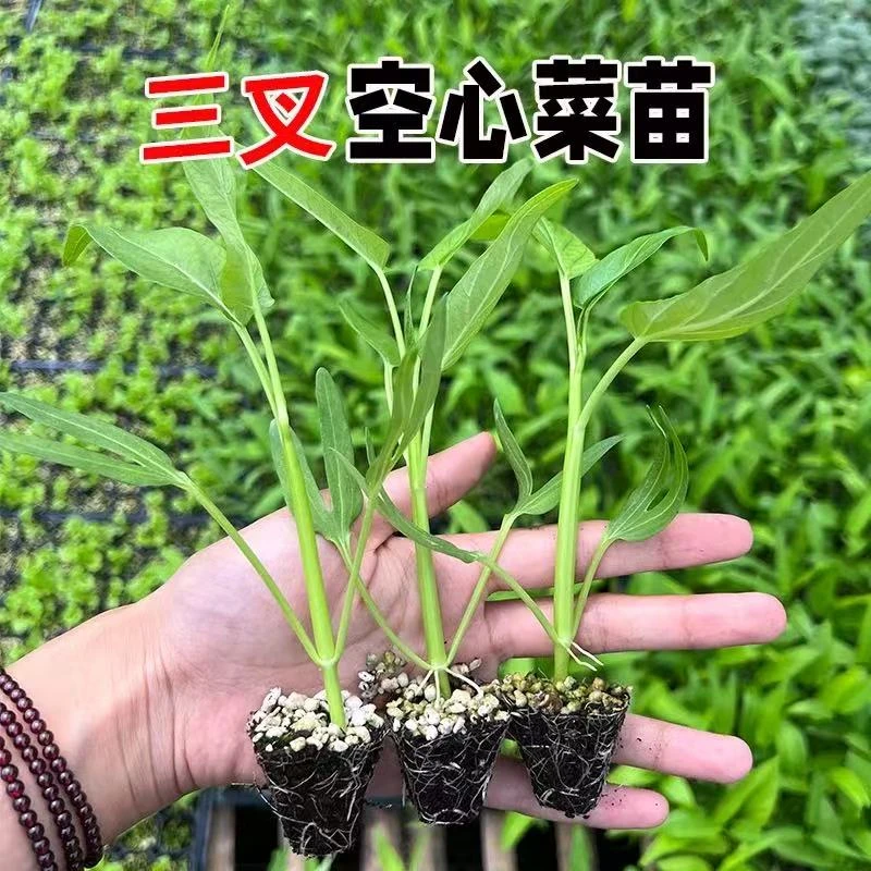 空心菜秧苗带根空心菜苗带土根苗空心菜三叉苗空心菜苗大叶柳叶苗