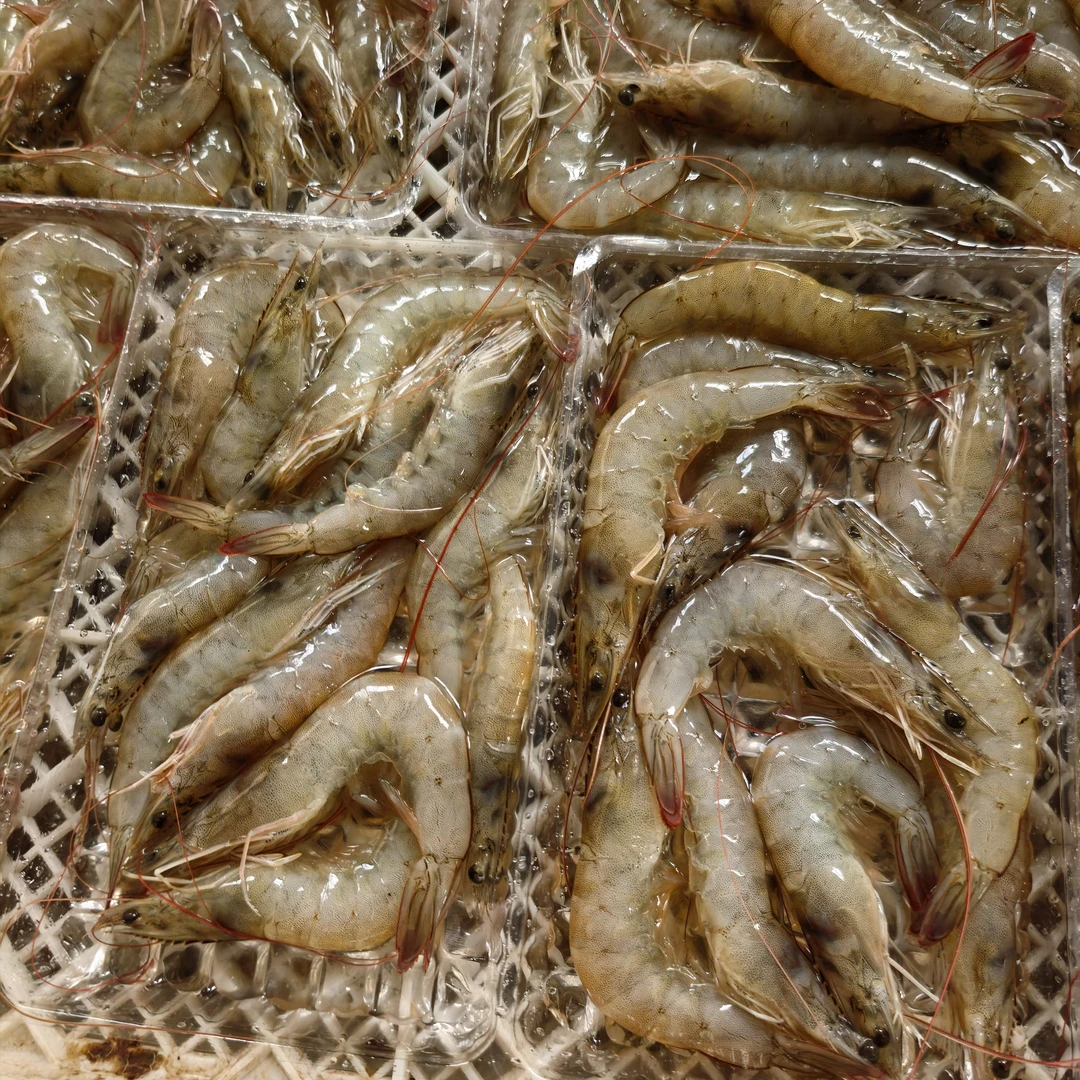 唐山本地汪子虾 鲜虾冷冻30/35