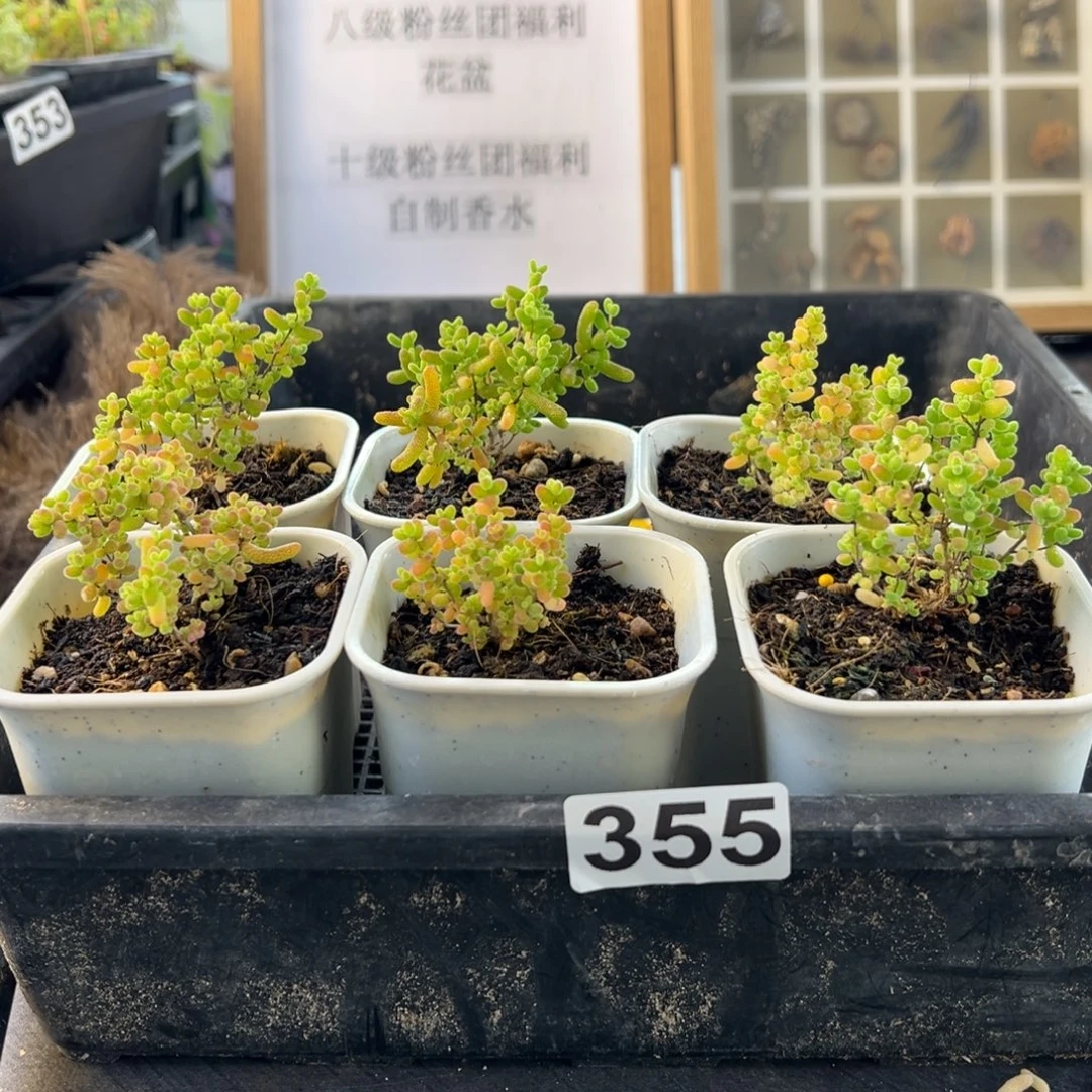 枝干番杏多肉植物355