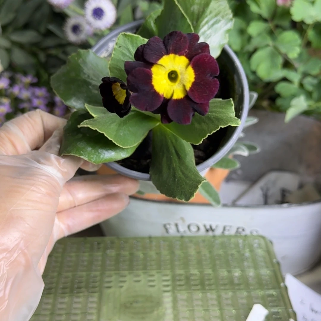 一物一拍  耳叶报春A676