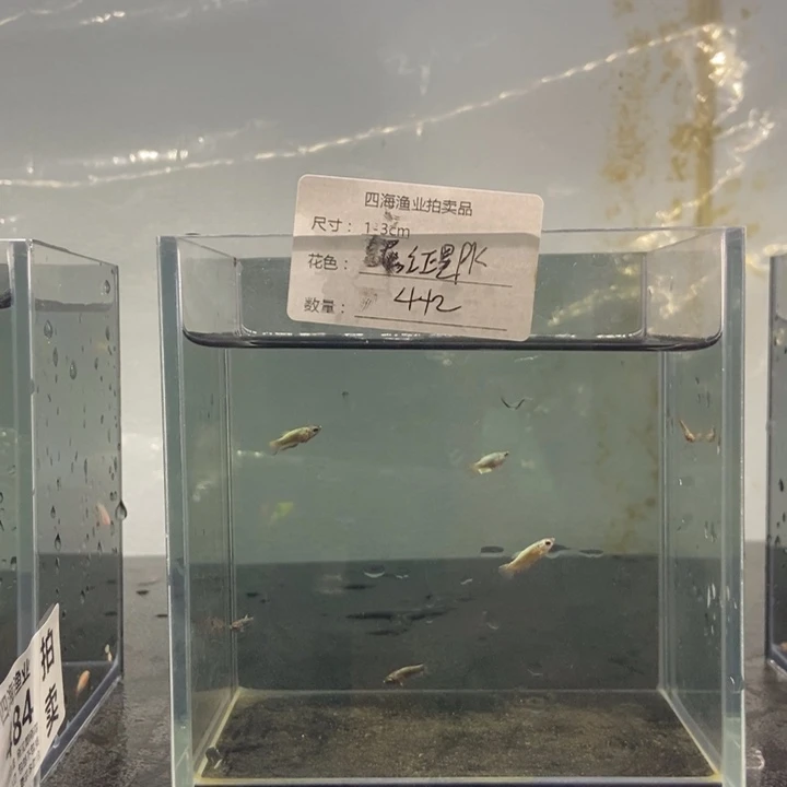 斗鱼包活不包损所见即所得485