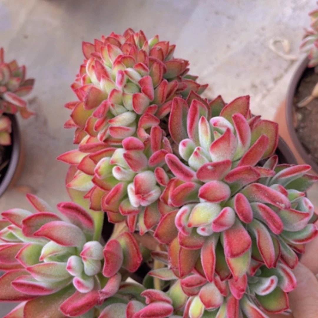 【闪购商品】红兔耳缀09159