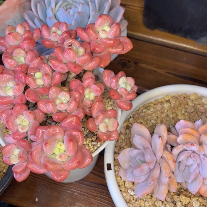 一物一拍，红洛神，奶茶。