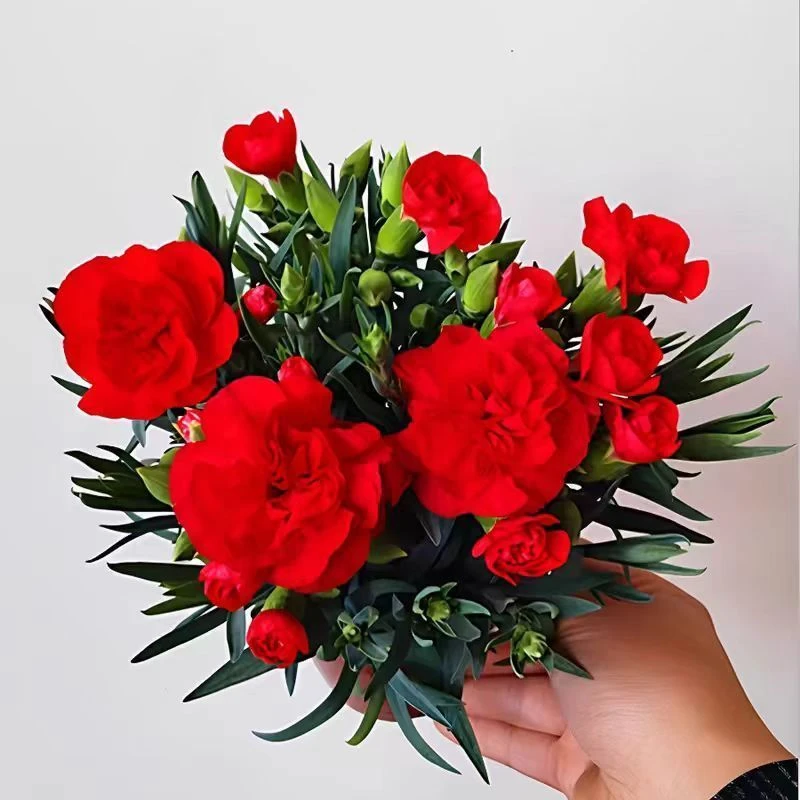 康乃馨花苞重瓣盆栽四季绿植开花花卉石竹花室内阳台庭院好养活