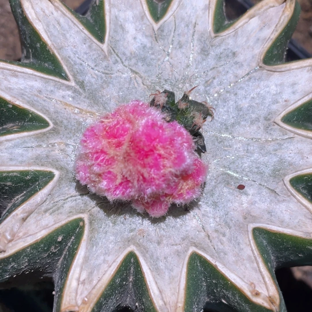 全部花朵牡丹石化锦 仙人球