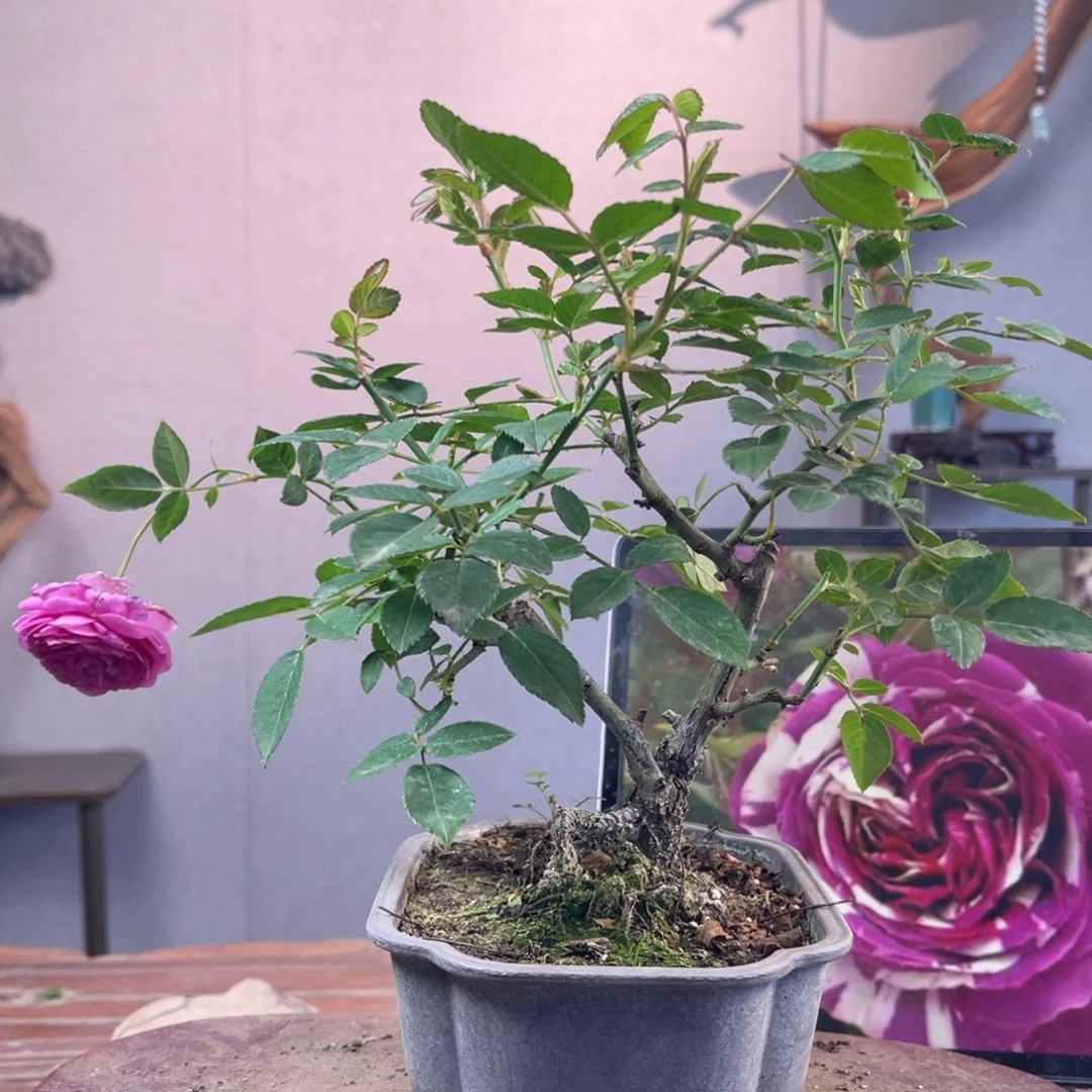 阿***哥少量花朵（建议范围：2朵-5朵 或40%以下）