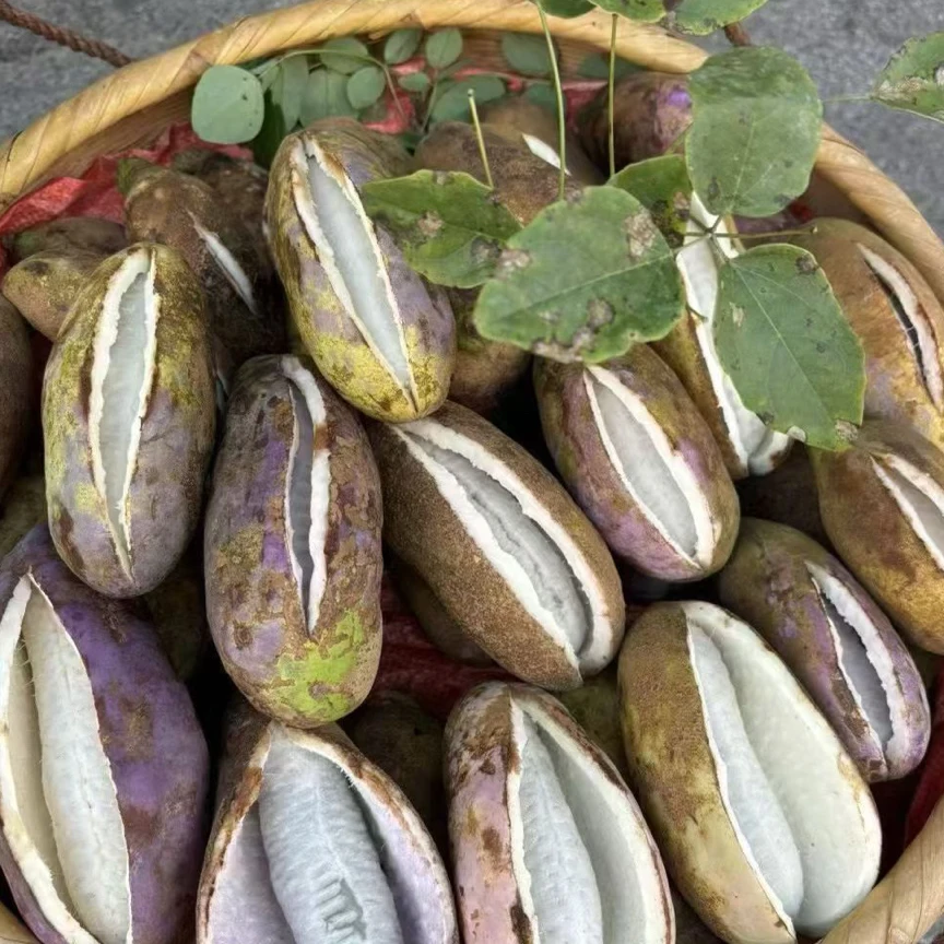 湖南怀化麻阳现摘八月瓜稀有水果香甜软糯