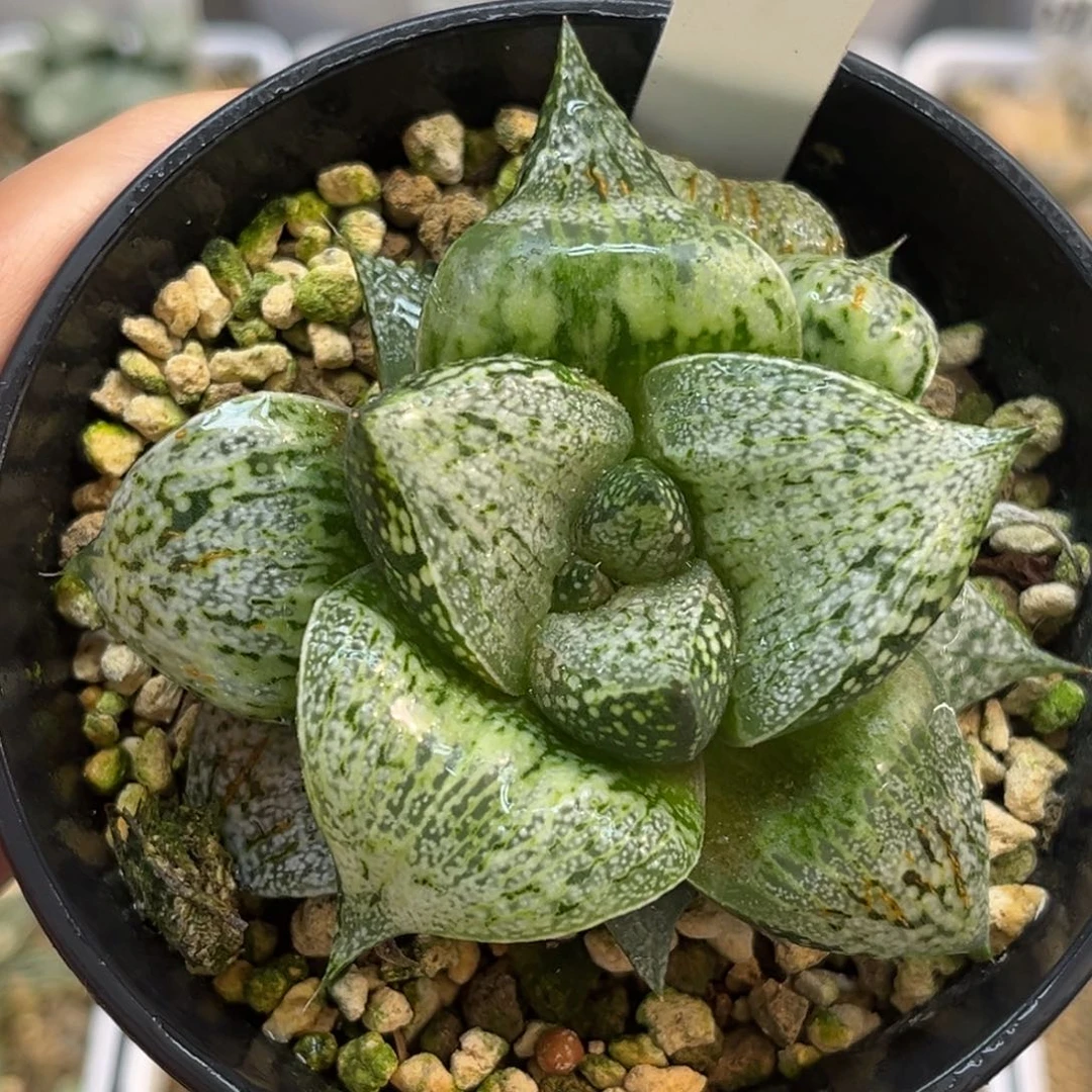 71巨大丸叶不知名白银福利专场