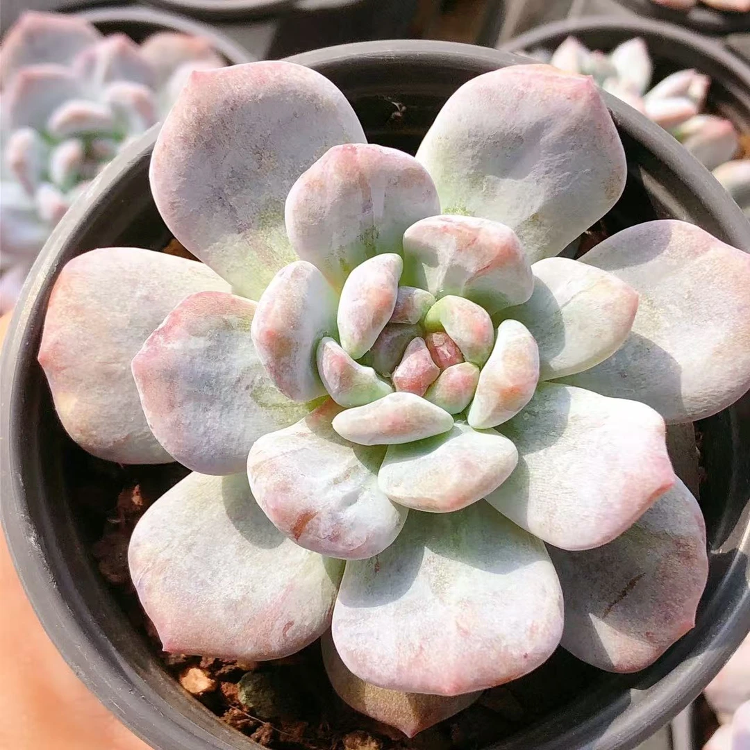 70号多肉植物  单头星影石化一颗（尺寸7-8左右）满28包邮除偏远