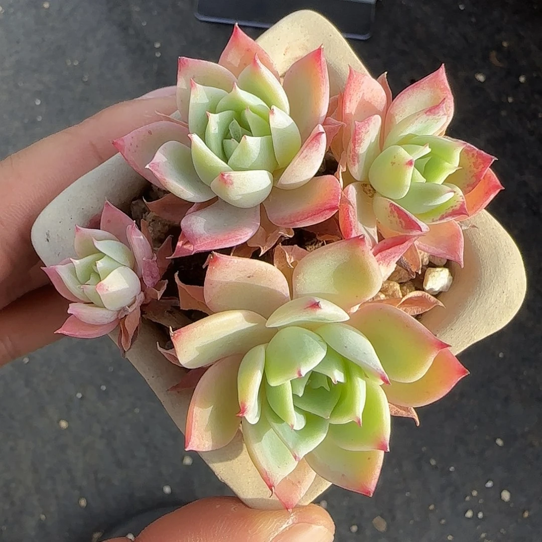 三色堇不带盆土多肉发货