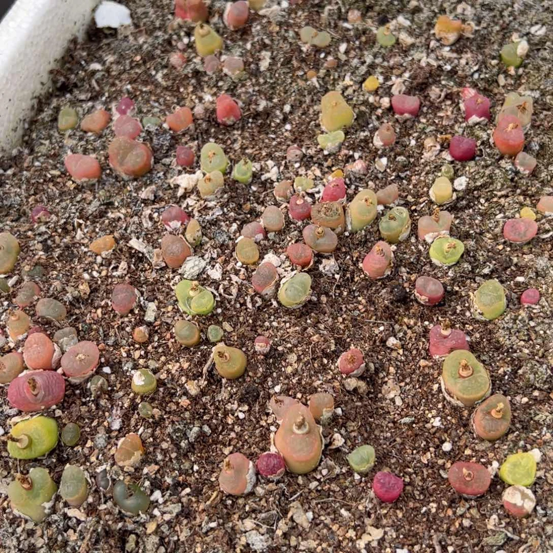 【闪购商品】166 年终收官 脱土