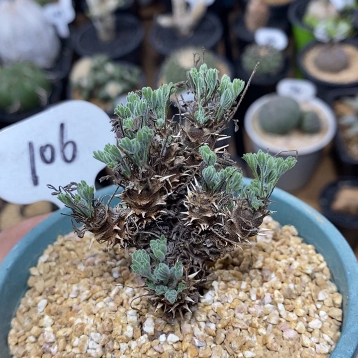 实生豪猪洋葵106号5cm