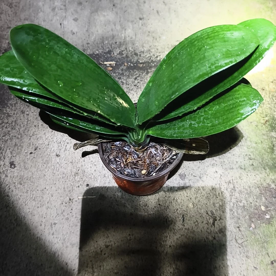 霞***姐完全开放黑魁大苗一颗特惠