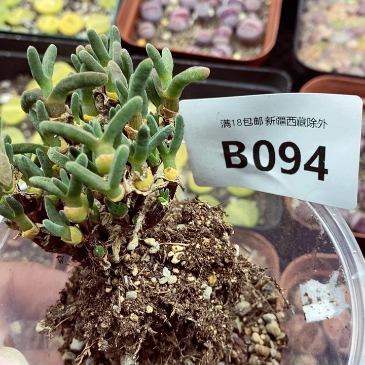 ？*我是一只小小鸟地域鬼的094