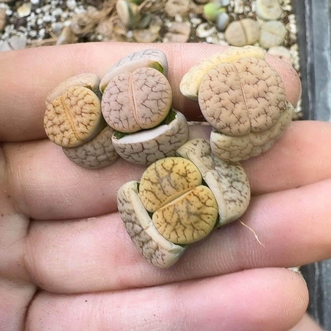 茜***.624 哈哈哈哈哈哈哈