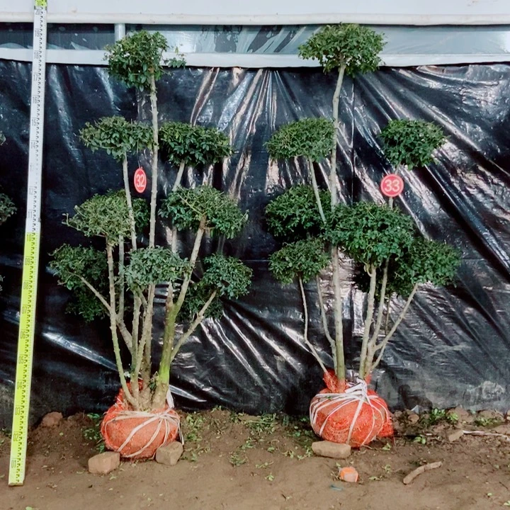 一物一拍一对一对