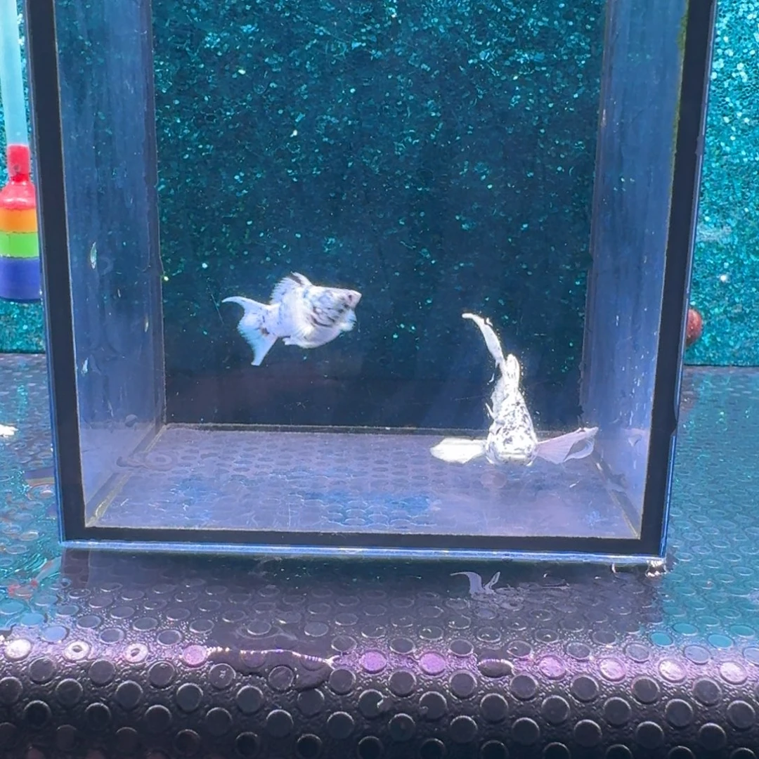 黑玛丽鱼669号玛丽2条