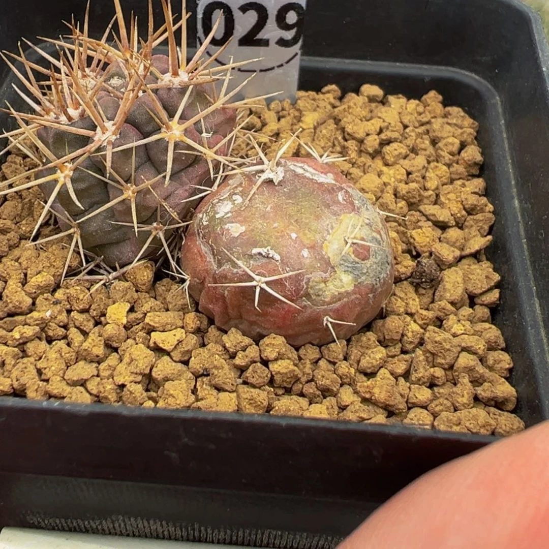 ﹃****︾针冠龙蛋化多肉植物带盆土实生根