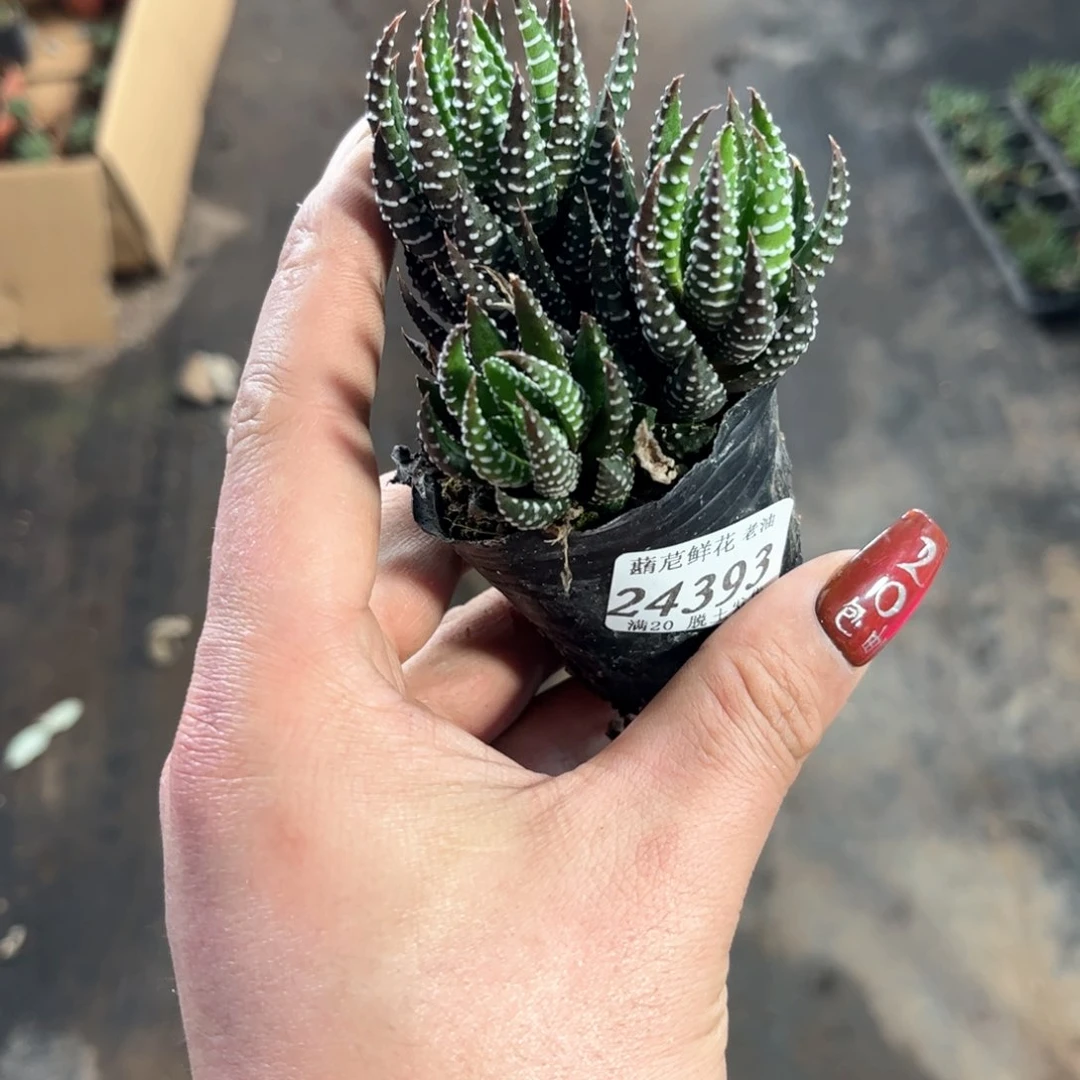 ?*丁24393一物一拍单头发货