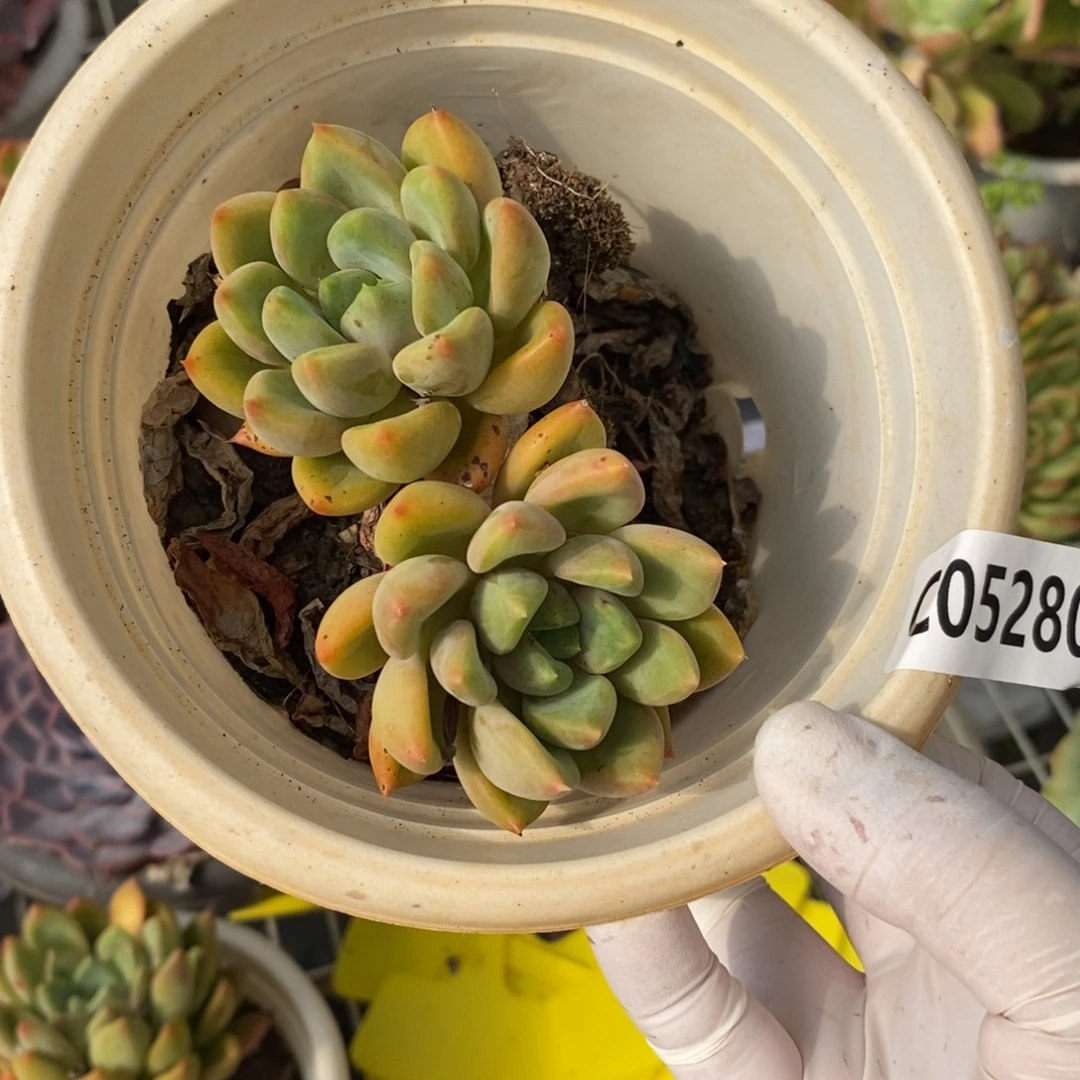 5280红象牙一物一拍