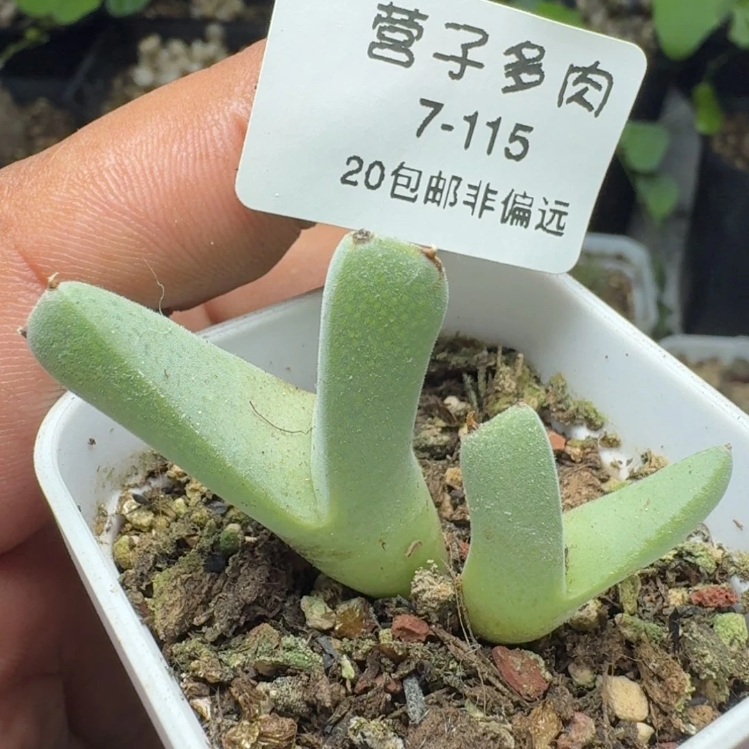 虾钳带盆土。
