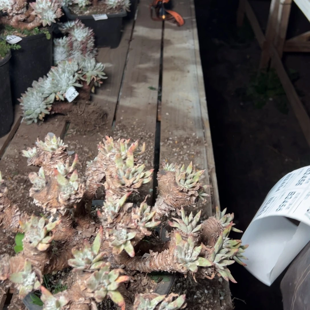 肉*怪2452哈哈哈哈哈哈哈