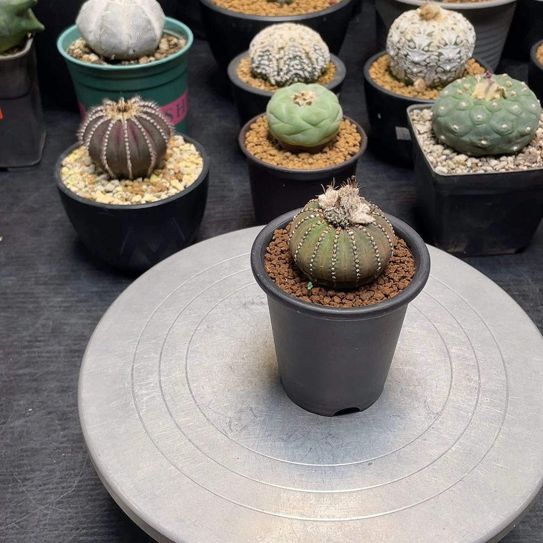 大型士童带盆包邮