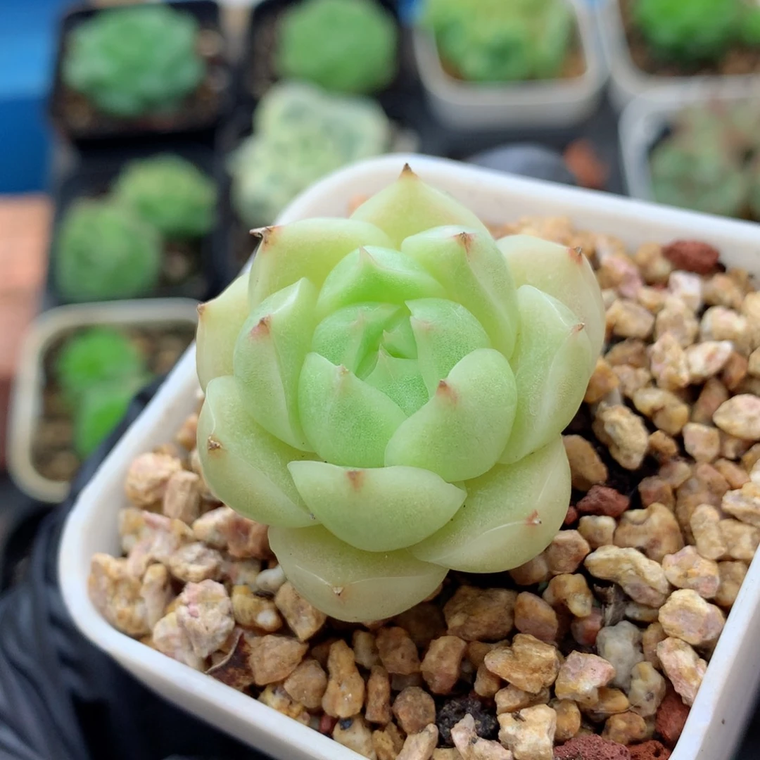58包邮  群生不包整麦秆26