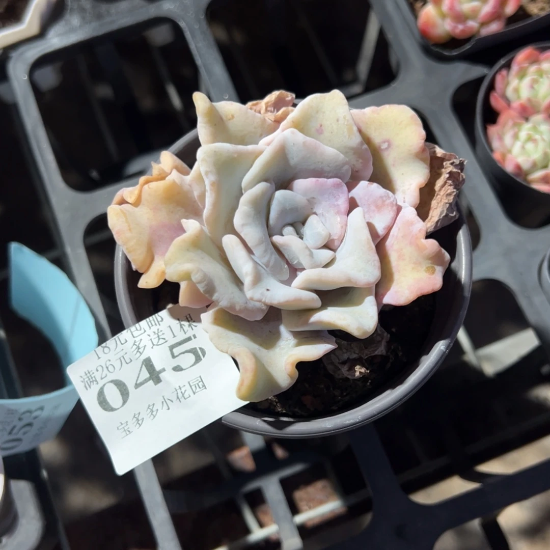 045号白饺子皮一物一拍满18包邮