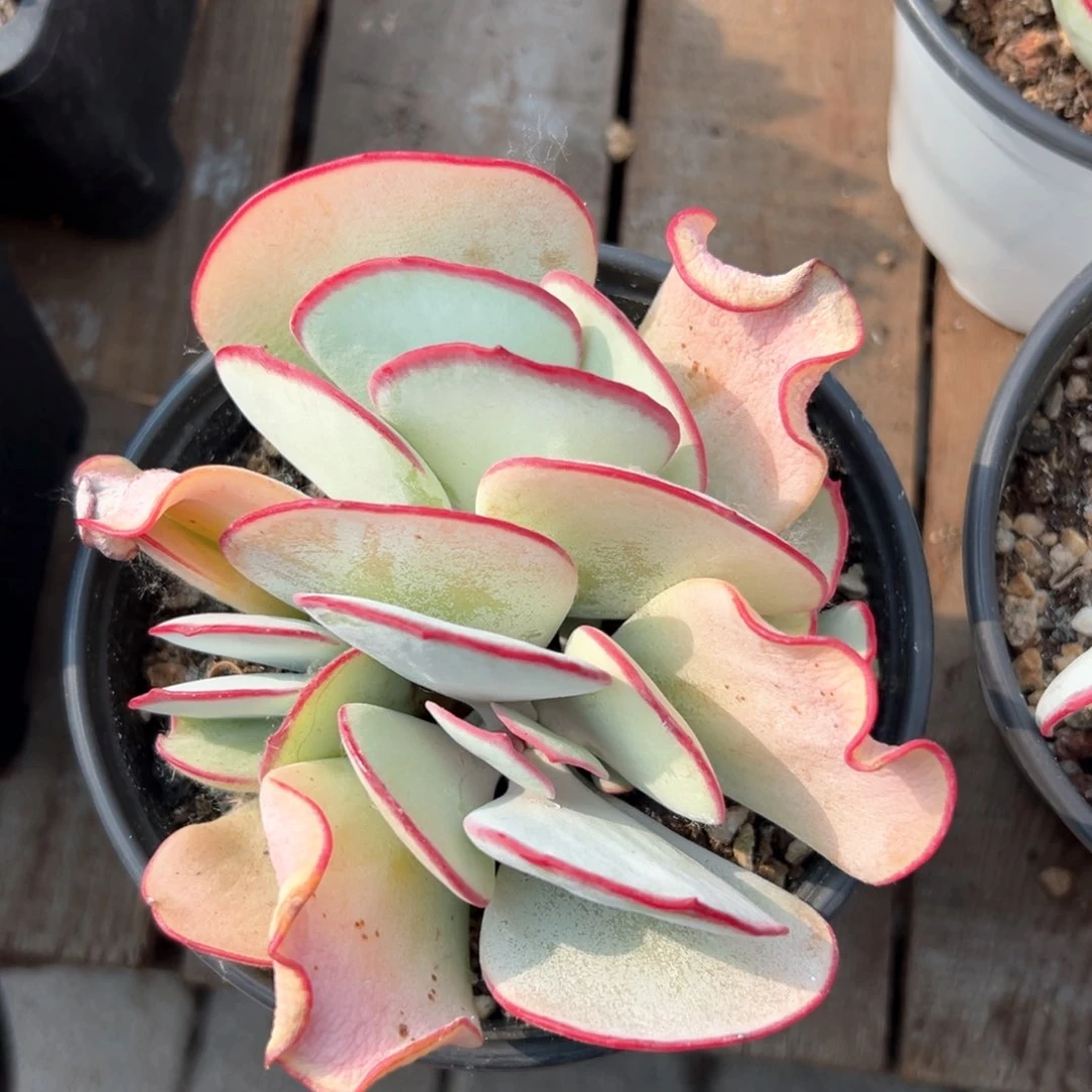 无花朵白眉11111111111