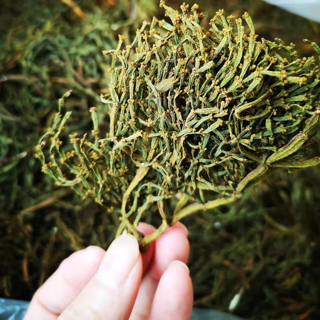 云南景迈山千年古树寄生植物螃蟹脚普洱茶伴侣500g枸杞原浆