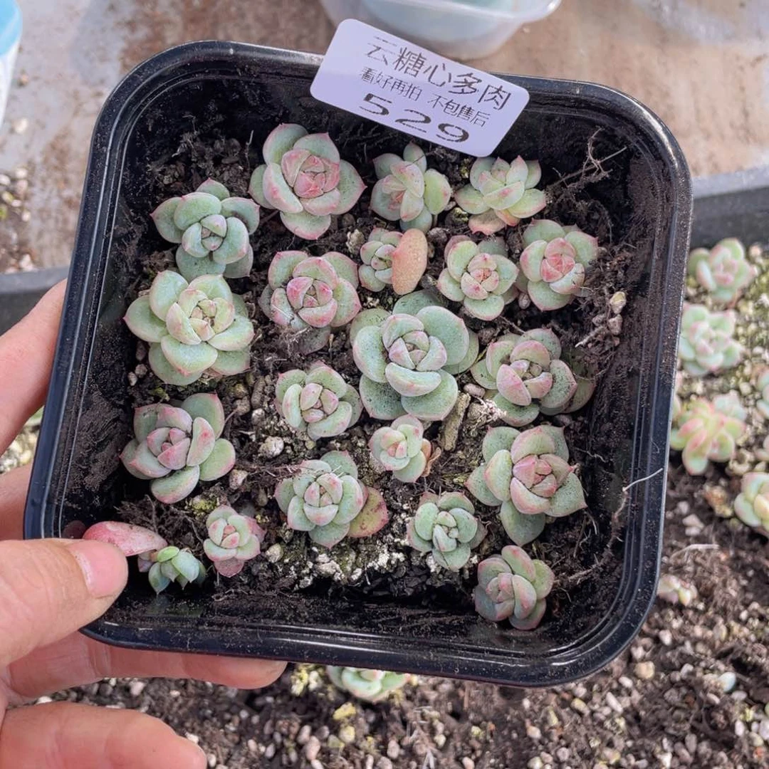 糕大上多肉植物529