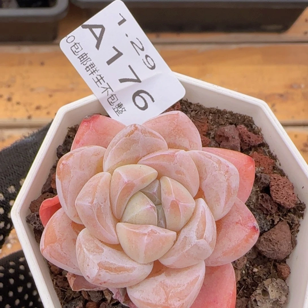 粉冰玉单头一颗脱土