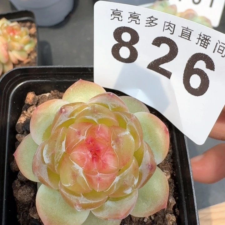 拿铁奶沫            多肉植物