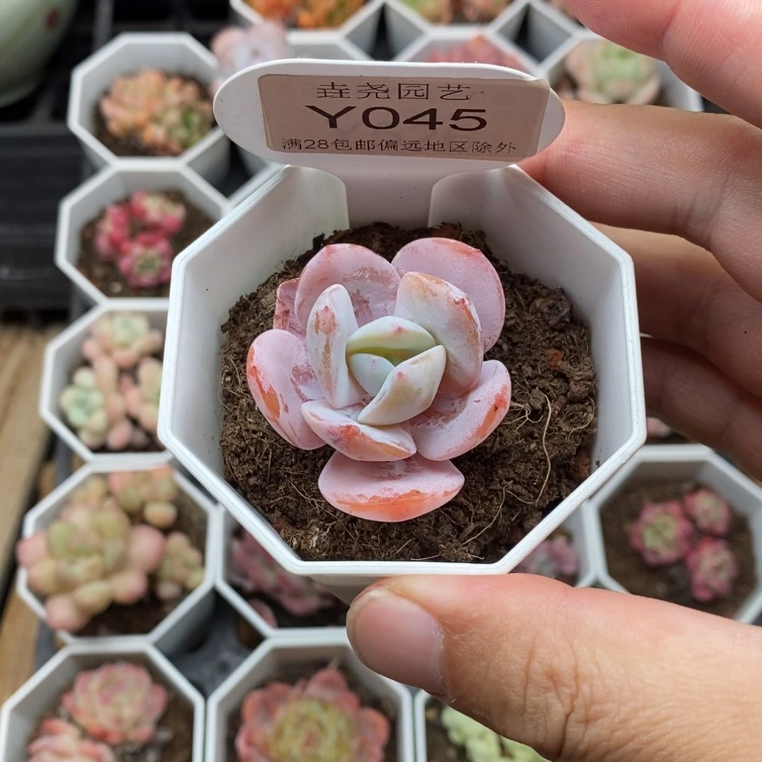 0045 奶茶单头 3.5cm