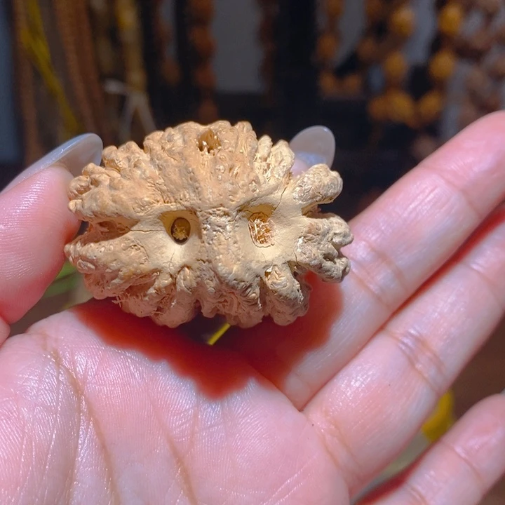 猫头鹰野生大橄榄核