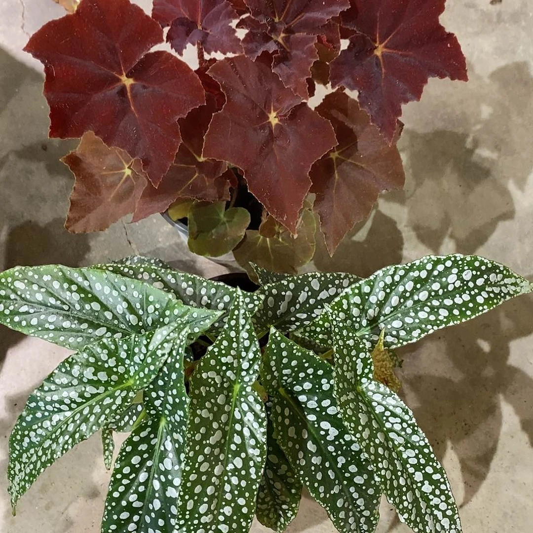 无花朵鬼灯丸白冰两颗