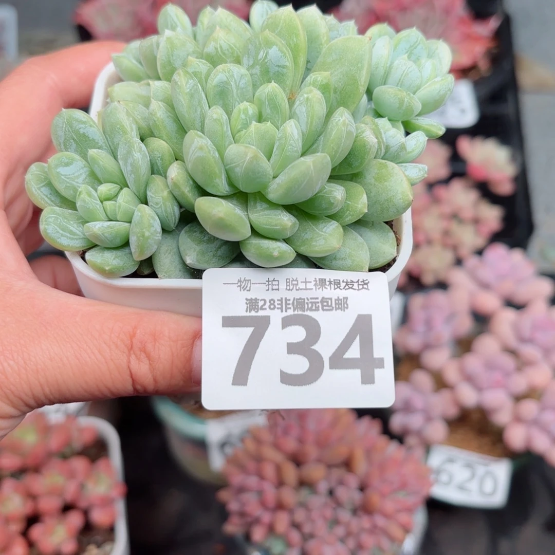 百达翡翠整群无盆土发货