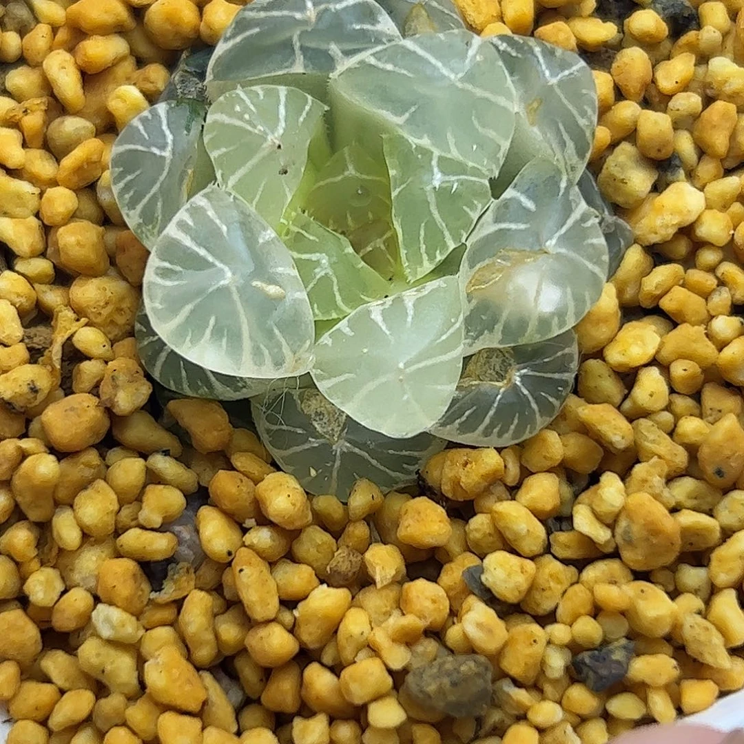 糊斑龙爪锦十二卷多肉