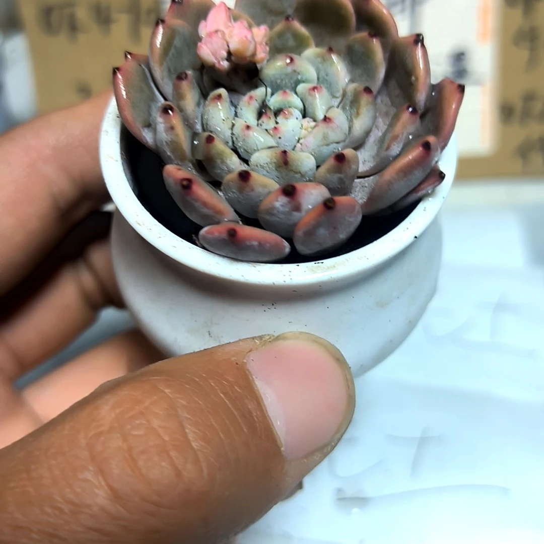 满6元包邮，雪爪一颗